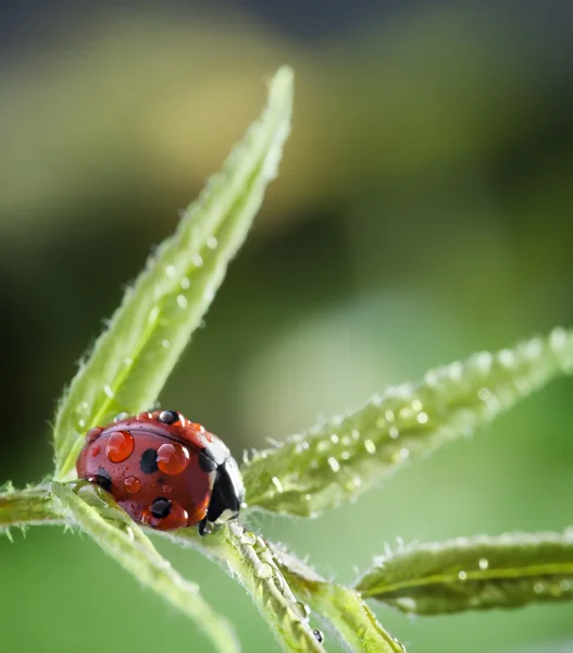 Joaninha com gota de água folha verde — Fotografia de Stock