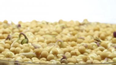 Hardal tohumu çimlenme