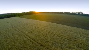 buğday alanları üzerinde uçan