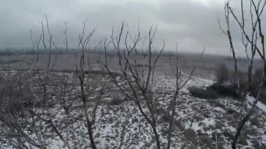 bir ağaç ve düşen quadrocopters ile çarpışma