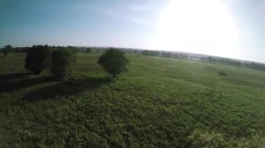 alan ağaçların çevresinde uçan