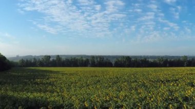 Ayçiçeği tarlasında uçmak