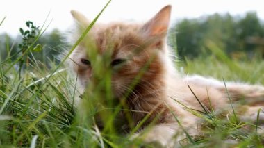 Küçük kedi yeşil çimlerin üzerinde
