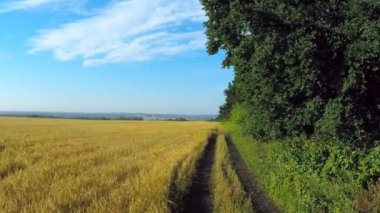 buğday alanları üzerinde uçan