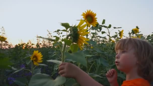 Niño huele campo de girasol — Vídeo de stock