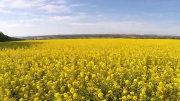 Vlucht over de mosterd veld — Stockvideo