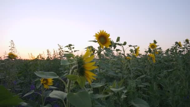 Bewegung zwischen Sonnenblumen auf einem Feld — Stockvideo