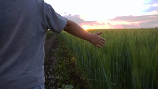 Niño corriendo a través de un prado de trigo — Vídeo de stock