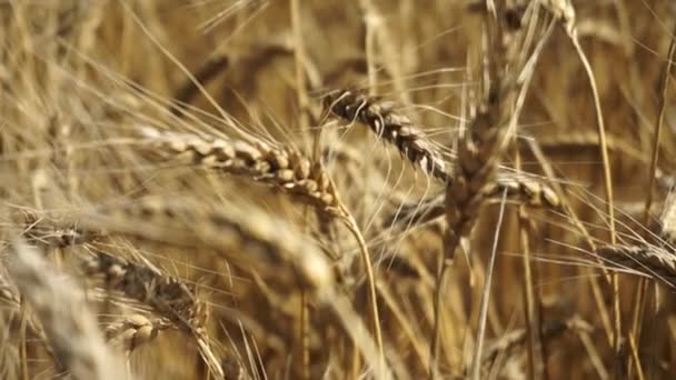 Kleurrijke gouden tarwe — Stockvideo