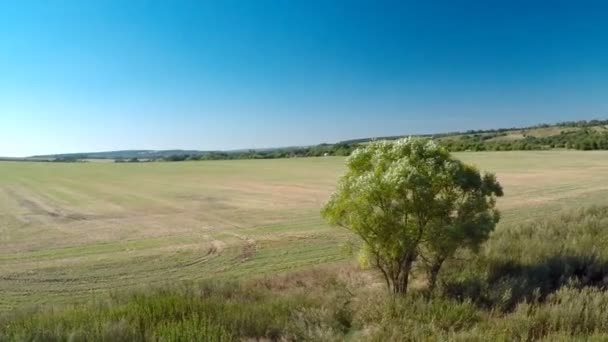 Vliegen rond de boom in veld — Stockvideo