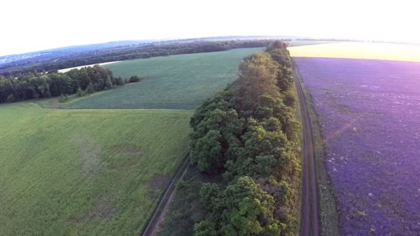 Полет над фермерским полем фиолетовых цветов — стоковое видео
