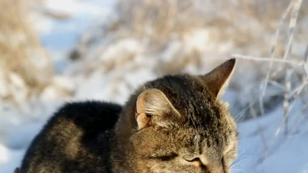 Ung katt i snöiga vintern — Stockvideo