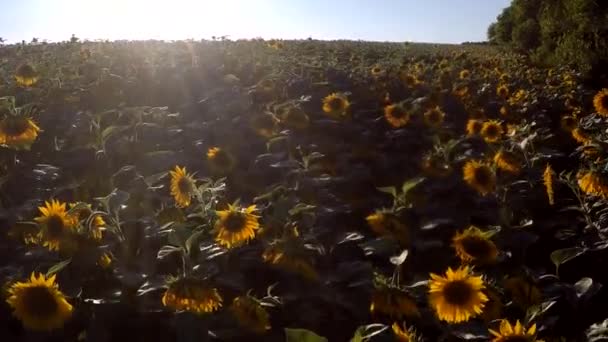 Flygning över ett fält av solrosor — Stockvideo