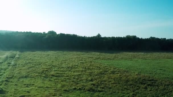 Volando alrededor del árbol en el campo — Vídeo de stock