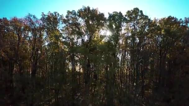 Volo attraverso la foresta autunnale — Video Stock