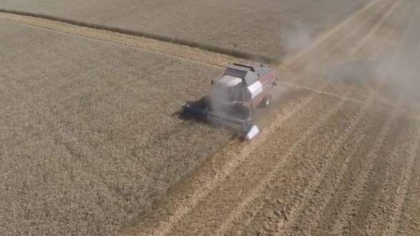 Harvester Mows on the wheat Field — Stock Video