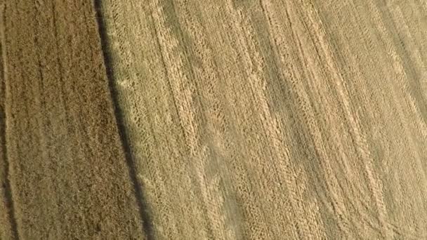 Moissonneuse-batteuse sur le champ de blé — Video