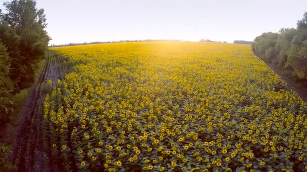 Vuelo sobre un campo de girasoles al atardecer — Vídeo de stock