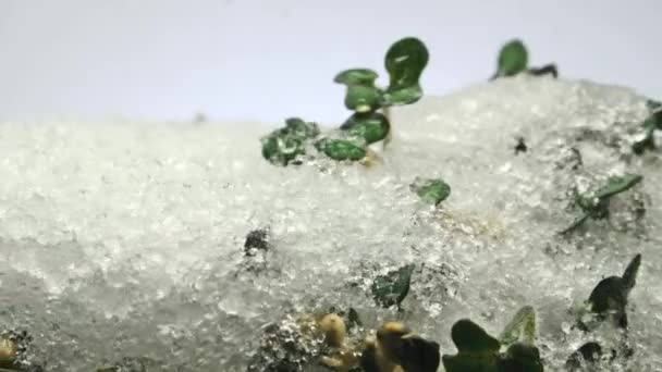 Brotos verdes na neve — Vídeo de Stock