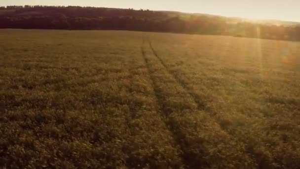 Flygande över fältet vete — Stockvideo