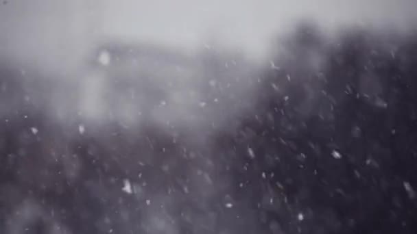 Snow falls on the background of blurred forest landscape — Stock Video