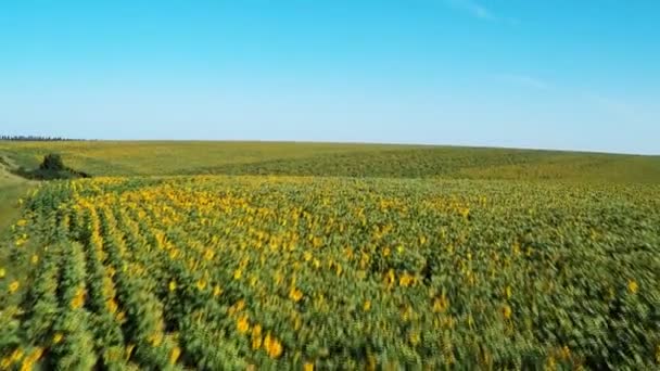 Flygning över ett fält av solrosor — Stockvideo