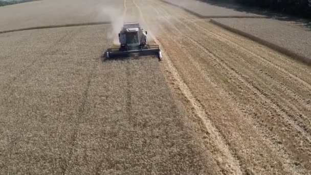 Harvester Mows on the wheat Field — Stock Video