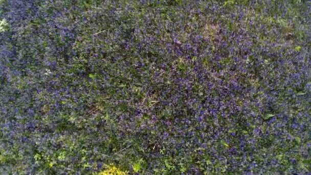 Vlucht over de boerderij veld van paarse bloemen — Stockvideo