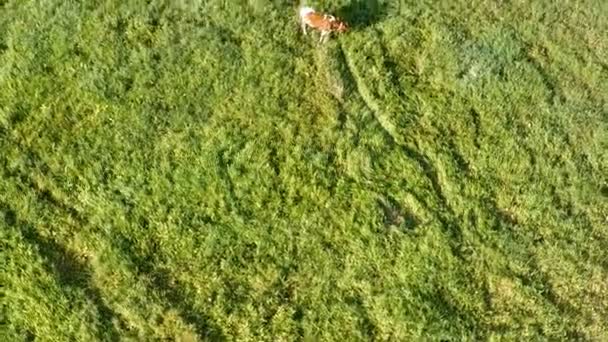 pâturage de vache sur une prairie verte