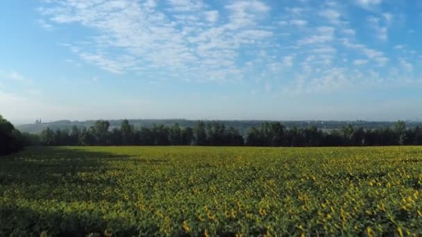 survol d'un champ de tournesols