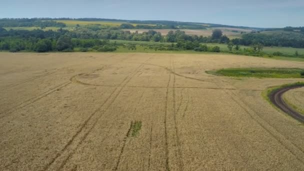 survoler les champs de blé 