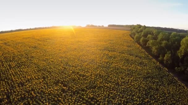 Flug über ein Sonnenblumenfeld bei Sonnenuntergang — Stockvideo