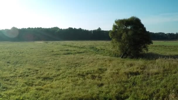 Volando alrededor del árbol en el campo — Vídeo de stock