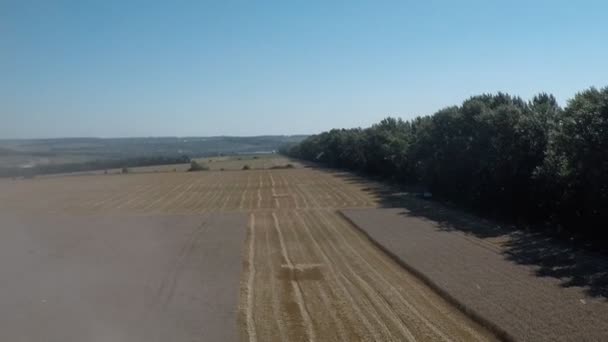 Harvester Mows the Field wheat — Stock Video