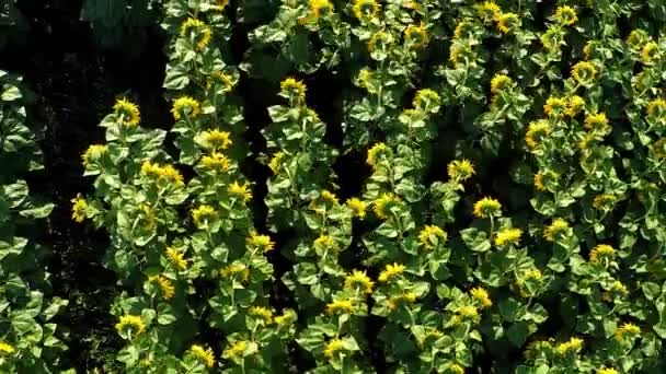 Flight over a field of sunflowers — Stock Video