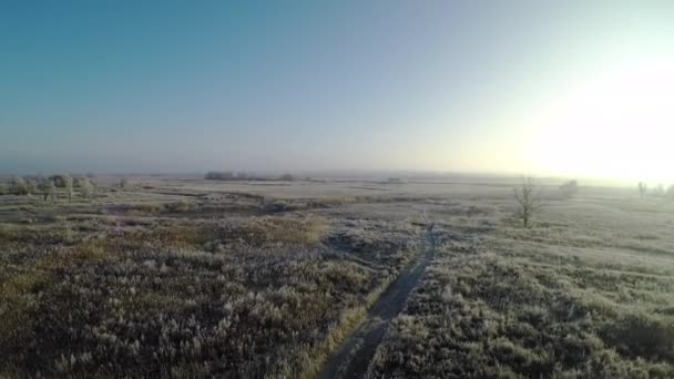 Загородное поле и одинокое замерзшее дерево — стоковое видео