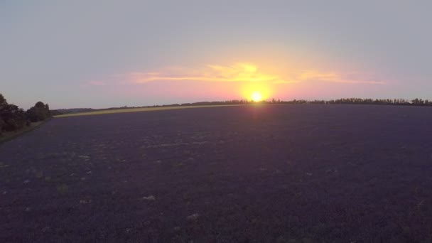 Voo sobre o campo agrícola de flores roxas — Vídeo de Stock