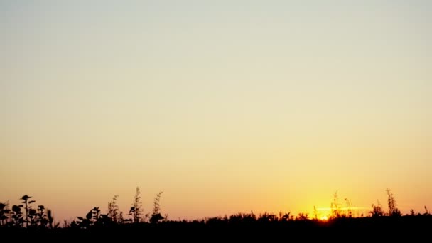 Silhouette du champ au coucher du soleil — Video