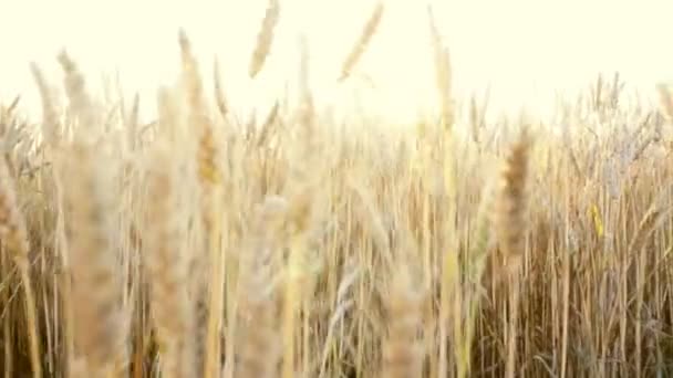 Homme touchant le blé — Video