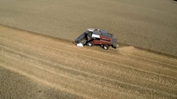 Colheitadeira Corta no campo de trigo — Vídeo de Stock