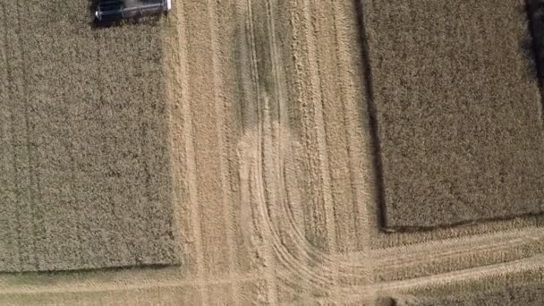 Cosechadora Corta en el campo de trigo — Vídeos de Stock