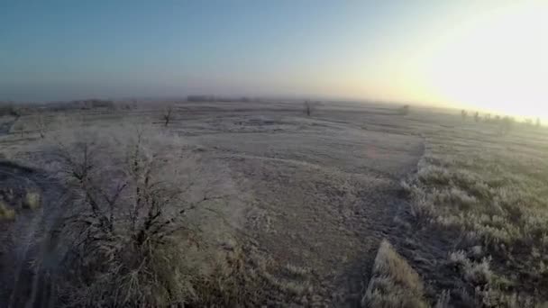 Árbol y humo de turba ardiente al amanecer — Vídeos de Stock