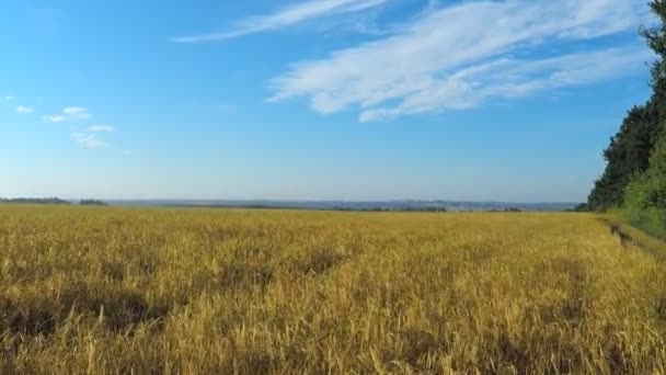 Voando sobre o campo de trigo — Vídeo de Stock