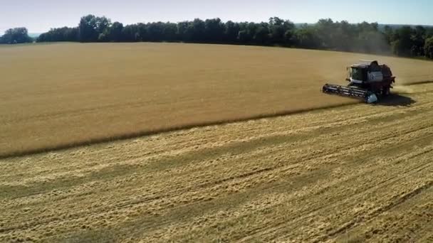 Косилки на пшеничном поле — стоковое видео