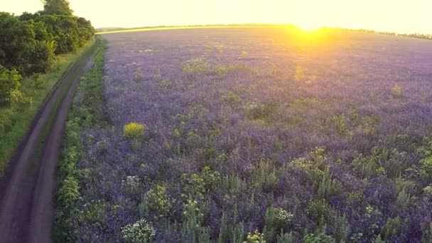 Campos agrícolas de flores roxas — Vídeo de Stock