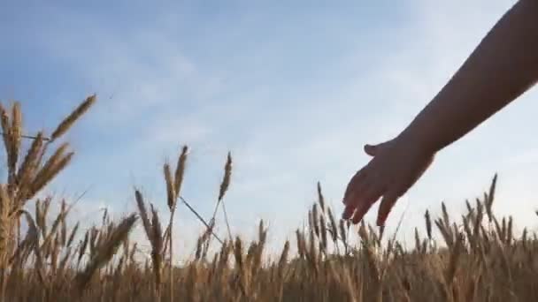 Crianças Tocando Trigo — Vídeo de Stock