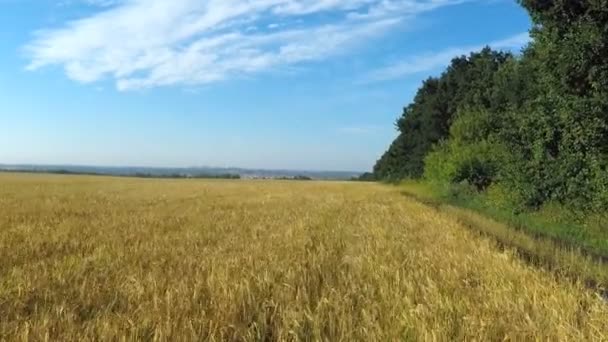 survoler les champs de blé 