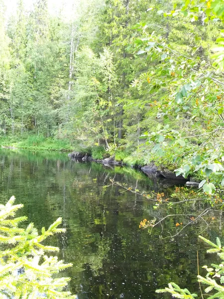Fluss fließt im Wald — Stockfoto