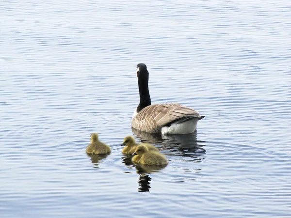 Gänse mit Gänsen — Stockfoto