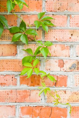loach ile tuğla duvar